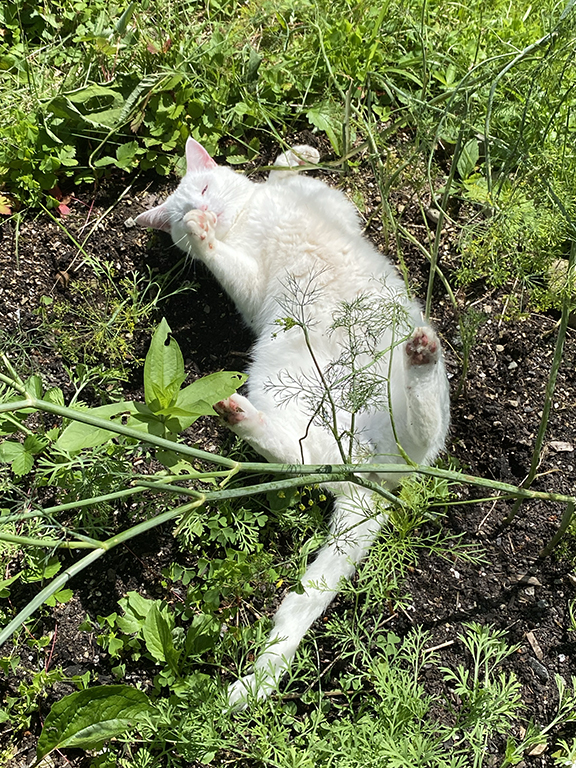 Global Purr-spective: Cats Around the World